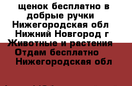 щенок бесплатно в добрые ручки - Нижегородская обл., Нижний Новгород г. Животные и растения » Отдам бесплатно   . Нижегородская обл.